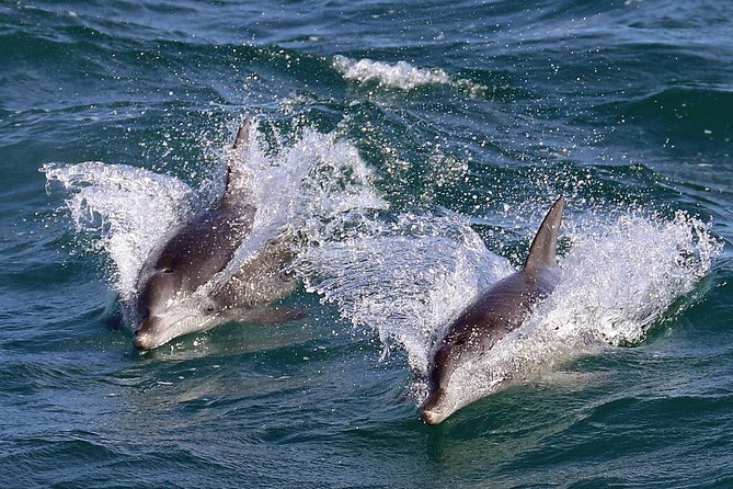 Jervis Bay Dolphin Cruise - Reviews and Testimonials