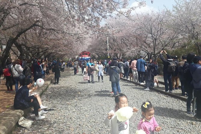 Jinhae Cherry Blossom and Busan Sunrise Tour From Seoul - Making the Most of Your Tour