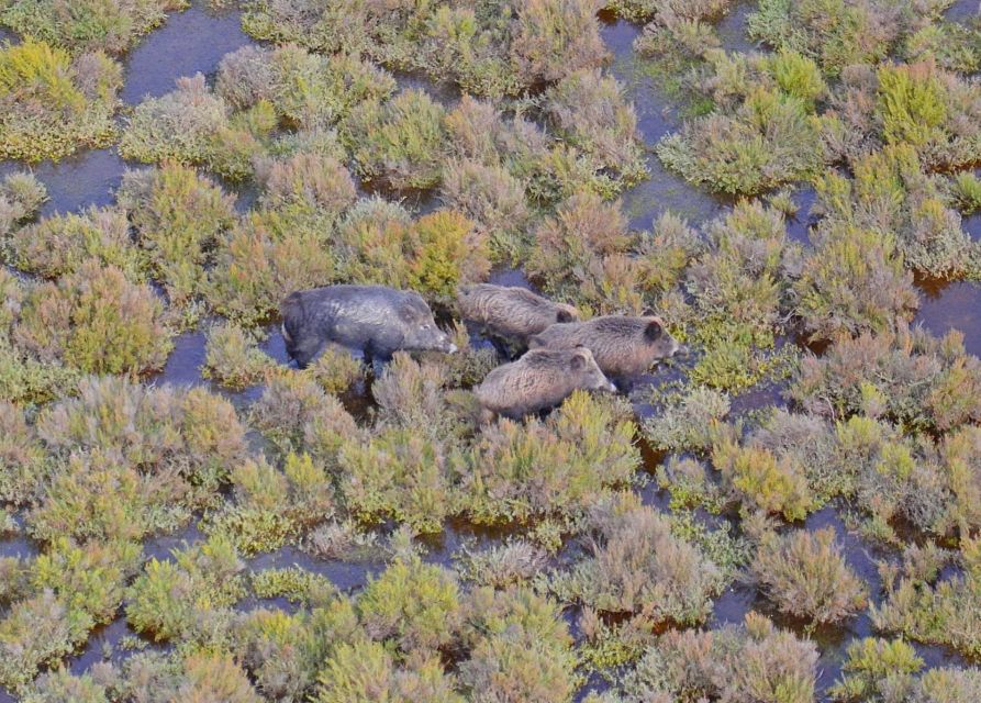 Le Grau Du Roi: Half-Day Tour of Camargue - Common questions