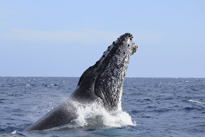 Los Cabos Whale Watching (Transportation and Pictures Included) - Enhancing the Tour With Professionalism