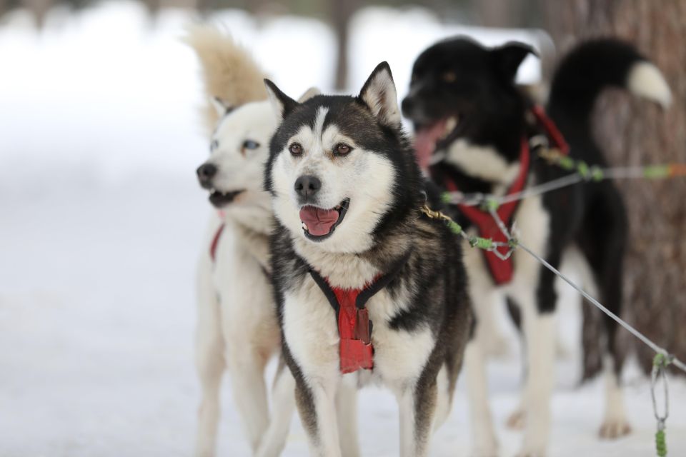 Mont-Tremblant: Dogsledding Experience - Common questions
