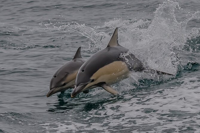 Noosa National Park & Wild Dolphin Safari - Get Ready for the Safari