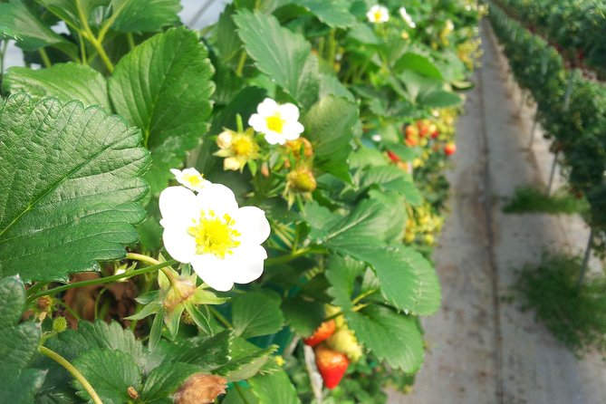 [Perfect Private Tour] Strawberry Farm & Nami Island & Lunch - Reviews and Ratings
