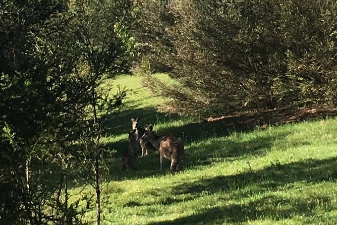 Private Tour Blue Mountains Day Adventure Wildlife + River Cruise - Reviews and Pricing Information