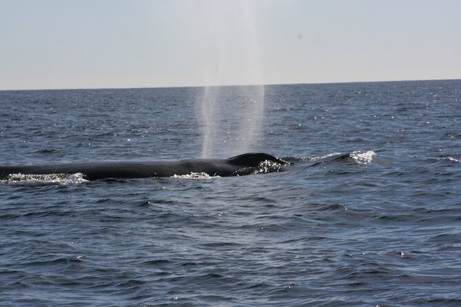 Private Whale Watching in San José Del Cabo - Efforts for Customer Satisfaction