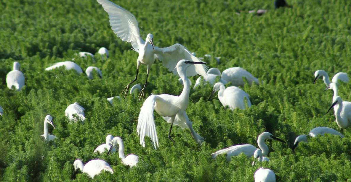 Ria De Aveiro: Birdwatching Tour (Full Day) - Final Words