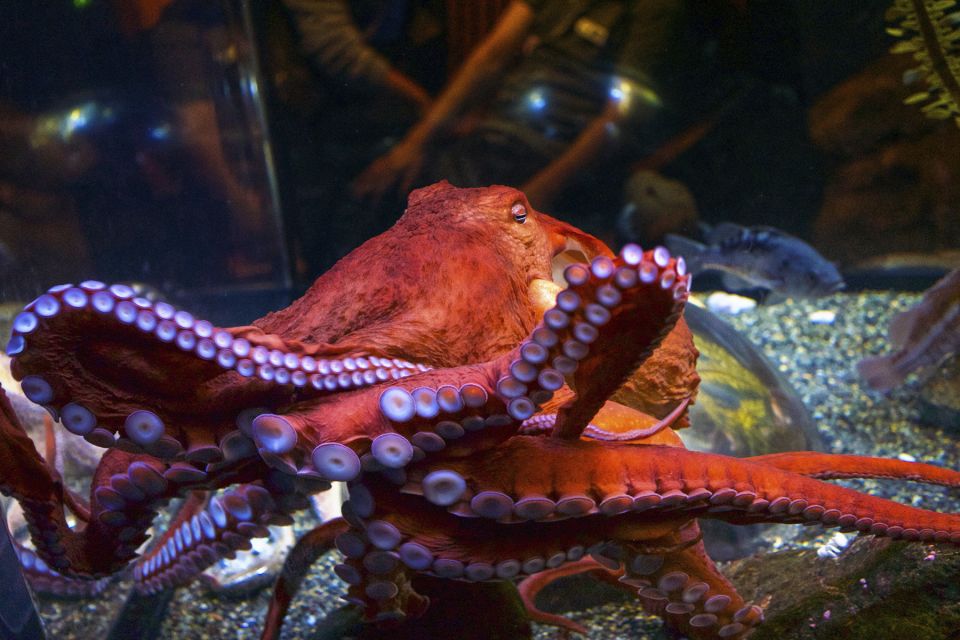 San Francisco: Go City All-Inclusive Pass 15 Attractions - Aquarium of the Bay