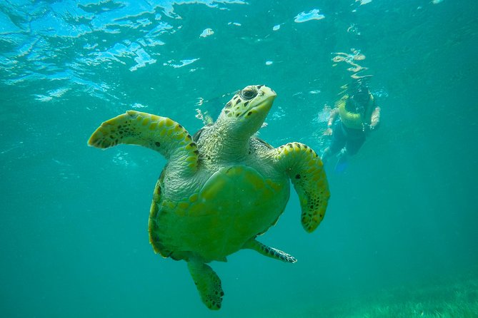 Snorkel and Parasail Cancun - Customer Reviews and Testimonials