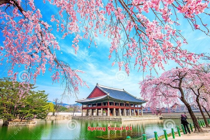 The Beauty of the Korea Cherry Blossom Discover 11days 10nights - Tour Experience and Expectations