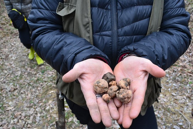 Truffle Hunting Experience With Lunch in San Miniato - Final Words