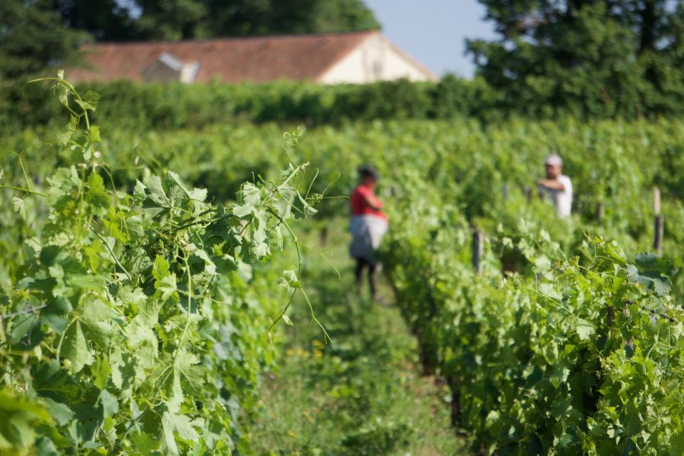World Heritage Sites & Wineries of Saint Emilion With Lunch - Directions for Participation