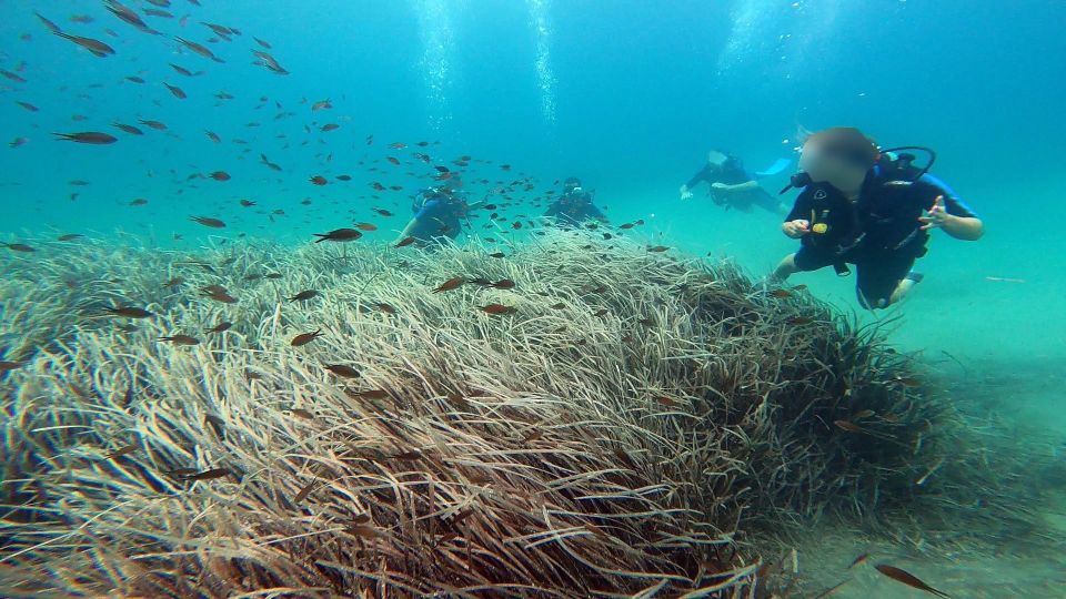 Athens East Coast: Discover Scuba Diving in Nea Makri - Customer Reviews and Traveler Feedback