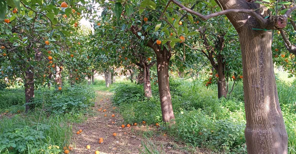 Chios: Orange Farm Trip & Tasting - Citrus Museum Visit - Customer Reviews