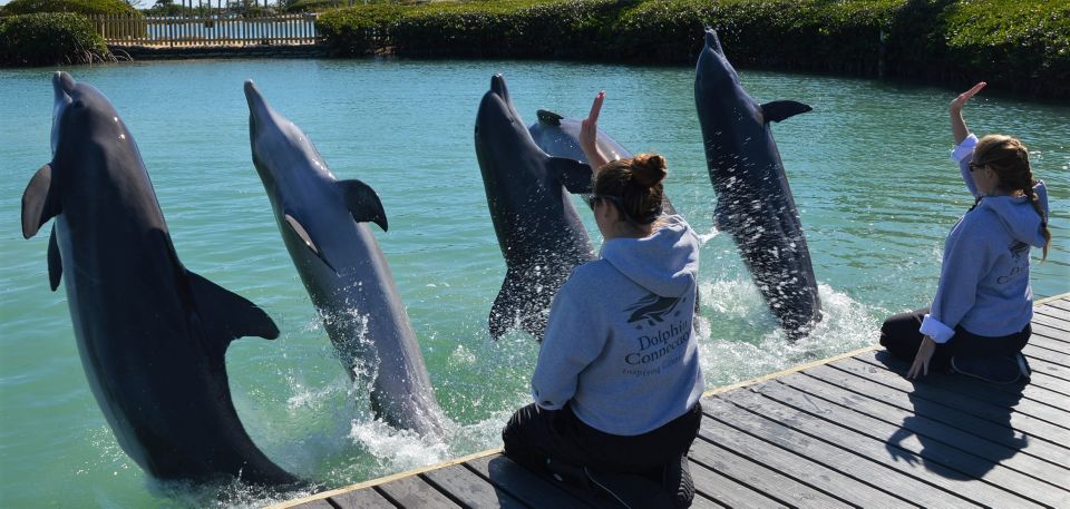 Florida Keys: Dockside Dolphin Experience - Final Words