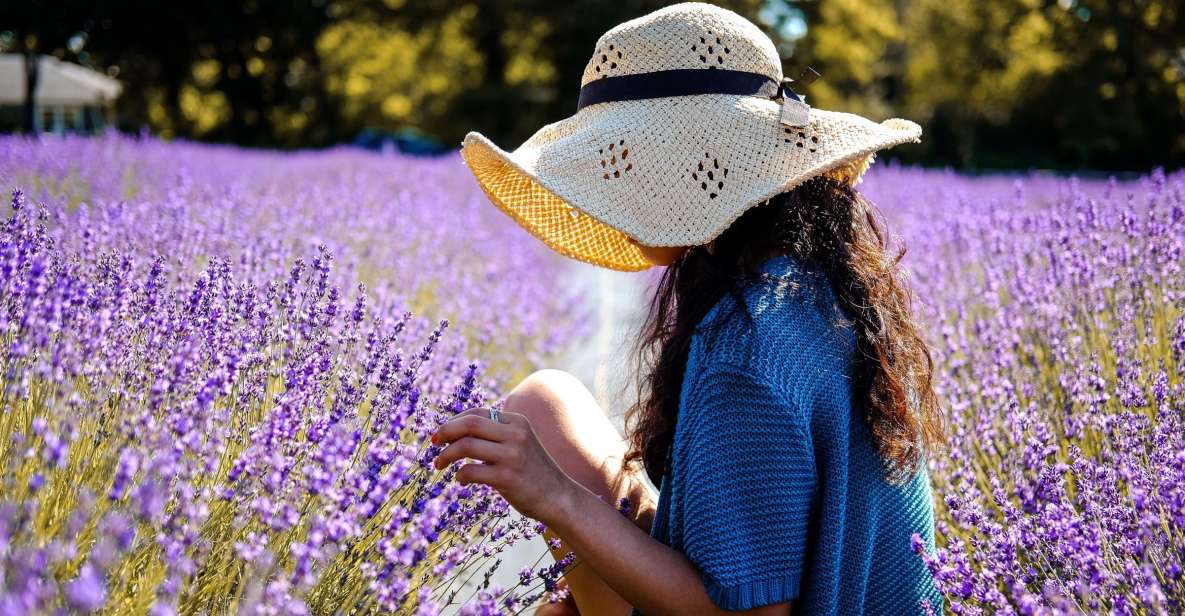 From Avignon: Lavender Fields & Luberon Village Guided Tour - Common questions