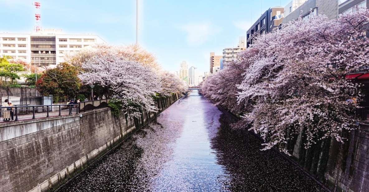 Licensed Guide Tokyo Meguro Cherry Blossom Walking Tour - Common questions