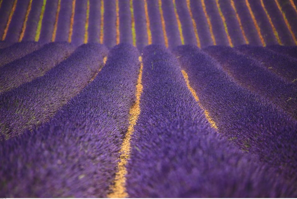 Ocean of Lavender in Valensole - Final Words