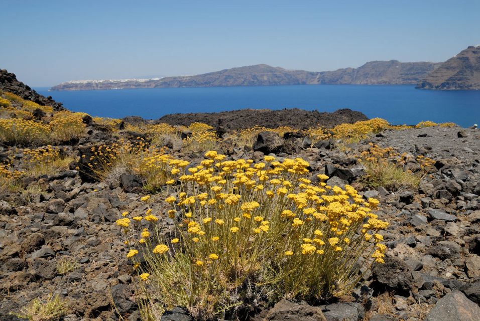 Santorini: Thirassia Islands and Volcano Guided Cruise - Safety Precautions