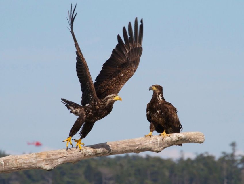 Victoria: Marine Wildlife & Whale Watch Tour - Final Words