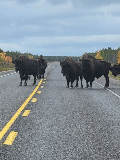 Yellowknife: Bison Highway Road Tour - Important Information and Restrictions