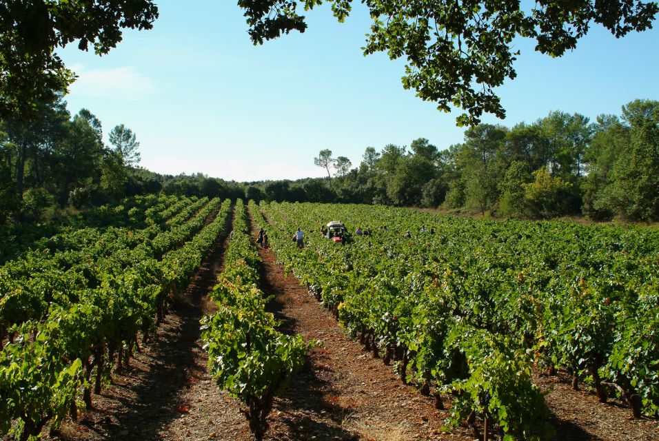 Aix-En-Provence: Half Day Wine Tour in Coteaux Daix - Key Points