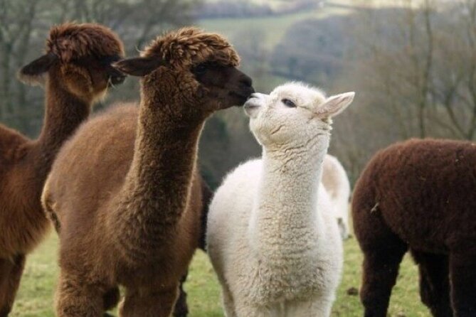 Alpaca World With Gangchon Rail Park One Day Tour - Key Points