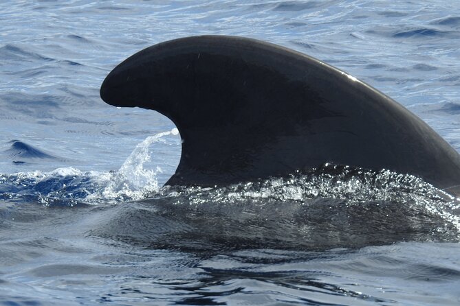 Be Whale Wise - Silent Whale & Dolphin Watching in a Small Group - Key Points