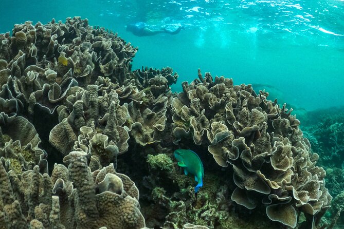 Coral By Kayak - Ningaloo Reef Half Day Kayak & Snorkel Tour - Key Points