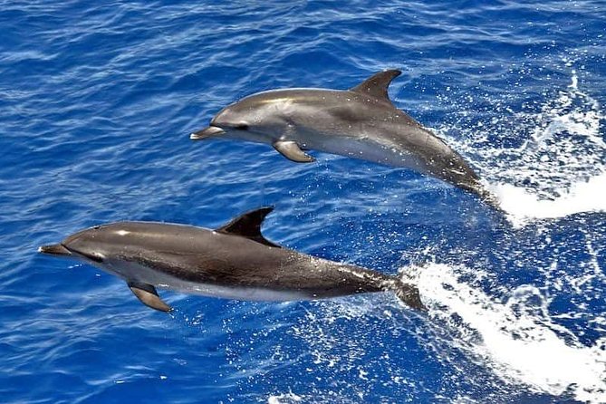 Dolphin Searching Tour in Puerto De Mogán (Keeper UNO Boat) - Key Points