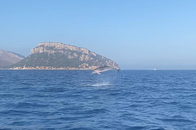 Dolphin Watching and Snorkeling in Figarolo in Sardinia - Key Points