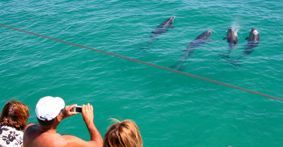Dolphin Watching in the Wild - Half Day Private Tour - Key Points