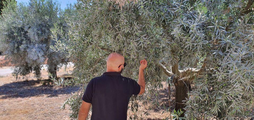 From Faro: Private Olive Oil Mill Tour With Tasting & Lunch - Key Points