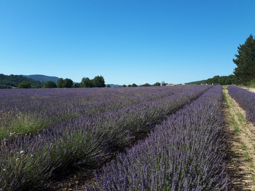 From Marseille: Valensole Lavenders Tour From Cruise Port - Key Points