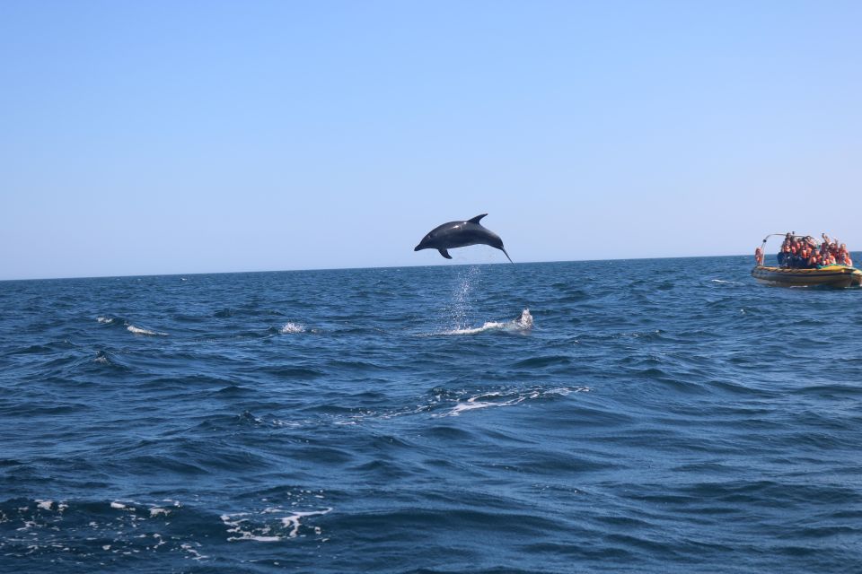 From Portimão:Dolphin Watch & Lagos Coastline With Biologist - Key Points