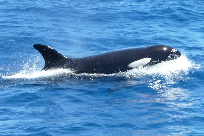 Full-Day Killer Whale Expedition From Albany - Key Points