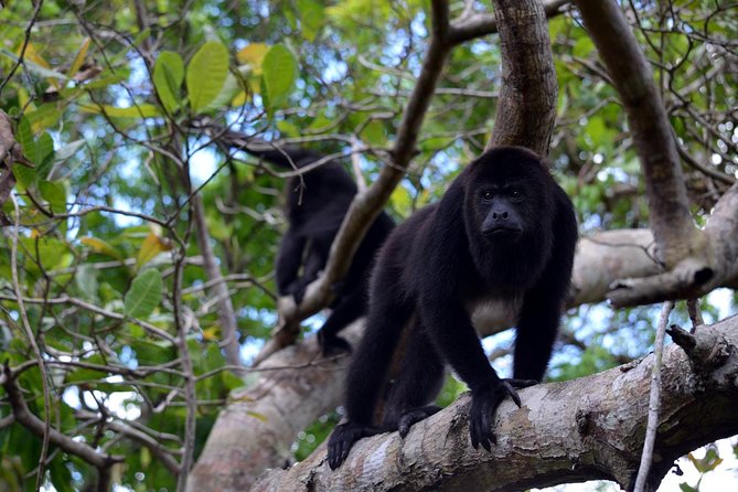 Group Wildlife-Spotting Tour Along the Monkey River  - Placencia - Key Points