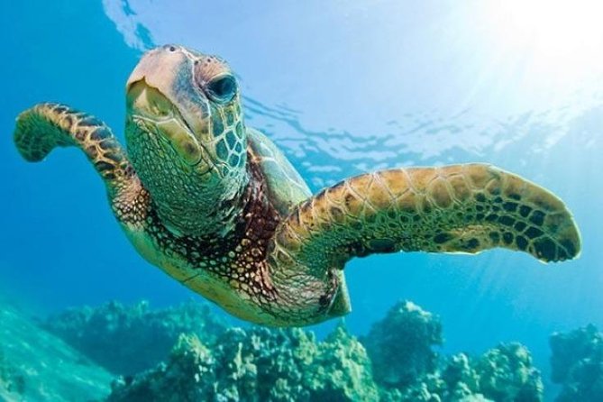 Guided Snorkel With Fish Tour at Cook Island Aquatic Reserve - Key Points