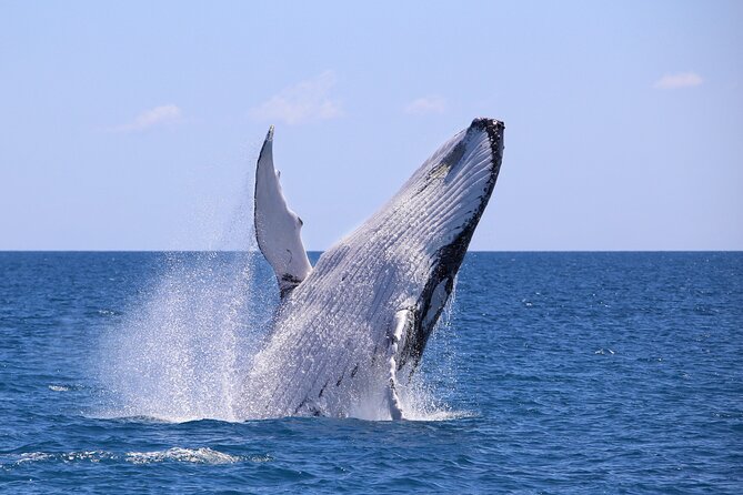 Humpback Whale Watching in Bahia Málaga Colombia - Key Points