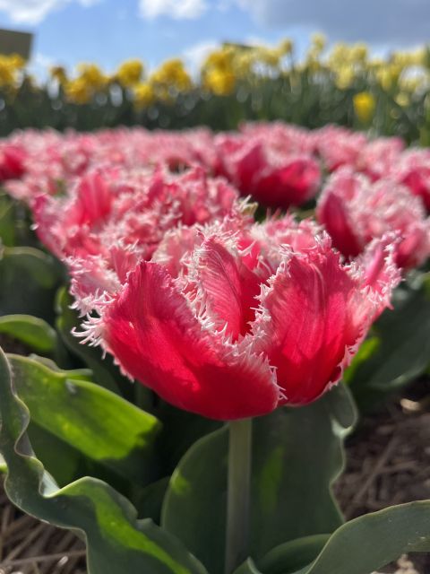 Lisse: Keukenhof and Tulperij Guided Flower Landrover Tour - Key Points