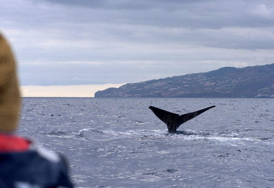 Madeira: Whale and Dolphin Watching Boat Tour From Machico - Tour Details