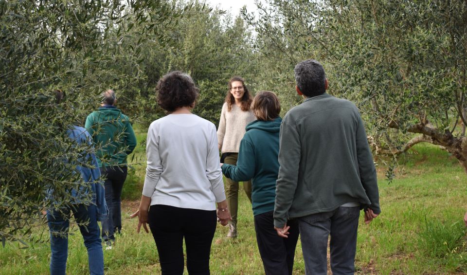 Messenia: Olive Oil Experience-Basic Tour and Tasting - Key Points