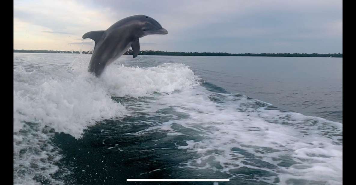 Naples, FL: 3 Hour Private Dolphin & Manatee Tour - Key Points