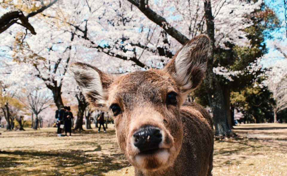 Nara: Private City Tour With A Local Guide - Key Points