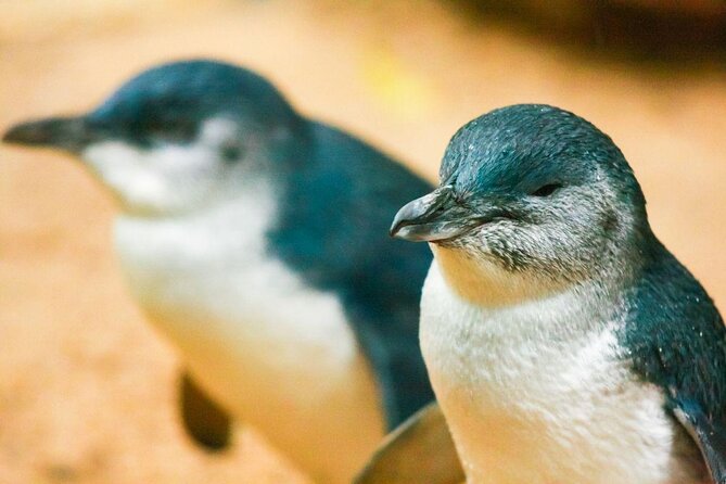Penguin Parade With Wine Tasting and Feast From Phillip Island - Key Points