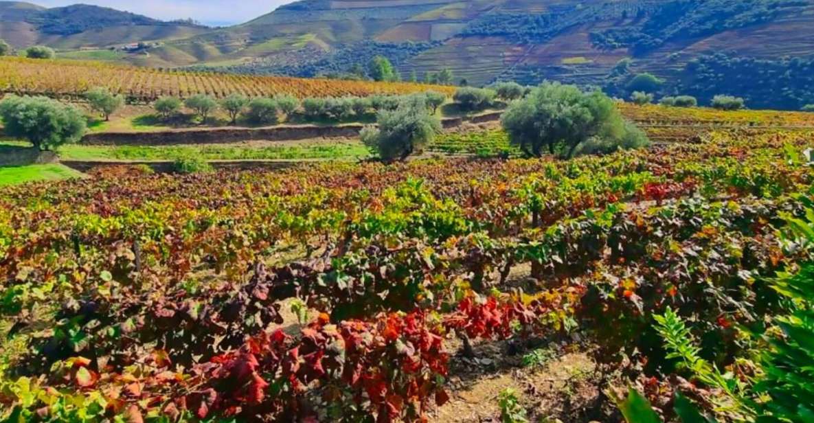 Porto: Douro Valley 2 Vineyards Tour W/ Lunch & River Cruise - Key Points