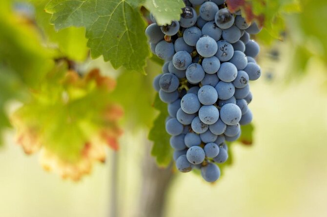 PRIVATE St Emilion Classified Growth Bordeaux Wine Tour - Key Points