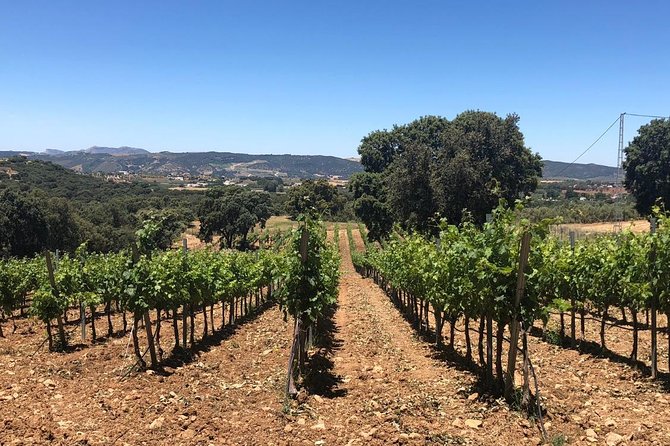 Ronda Full Day Wine Tour From Marbella - Key Points