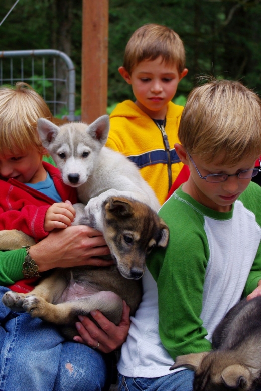 Seward: Summer Dog Sled Ride and Seavey Estate Tour - Activity Overview