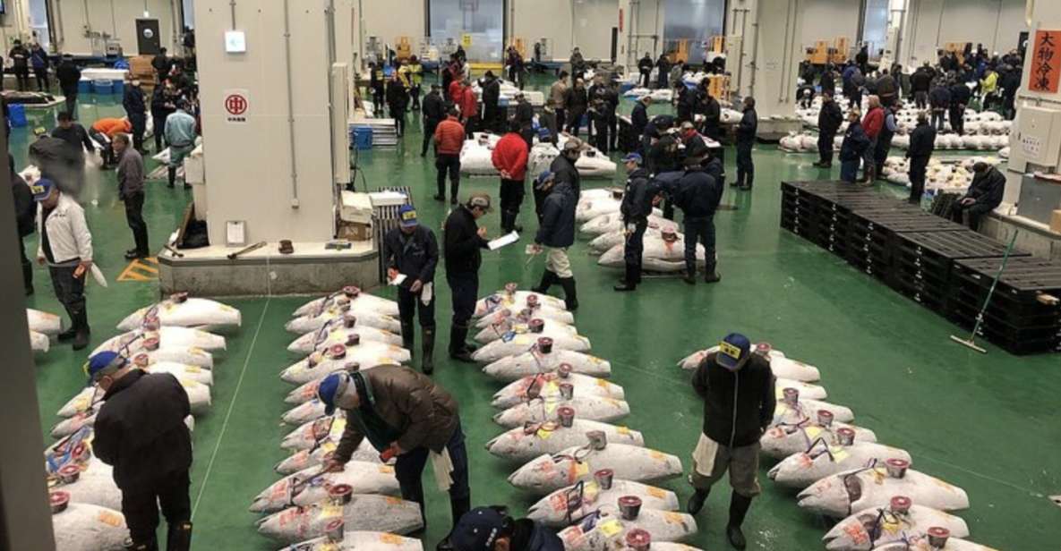 Toyosu Tuna Auction and Tsukiji Market by Gov Licensed Guide - Key Points