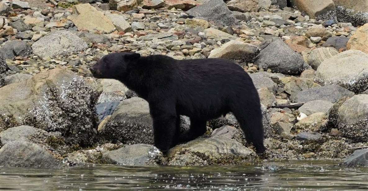 Vancouver Island: Spring Bears and Whales Full-Day Tour - Key Points